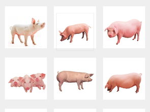 土豬農(nóng)家樂 動物牲畜小豬海報(bào)背景素材大全